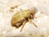 Tychius sp.
