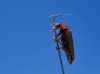 Cantharis (Cantharis) coronata Gyllenhal, 1808