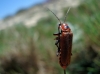 Cantharis (Cantharis) coronata Gyllenhal, 1808