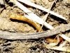 Elateridae