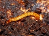 Elateridae