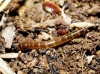 Elateridae