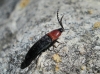 Ischnodes sanguinicollis (Panzer 1793)