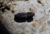 Lacon punctatus (Herbst, 1779)