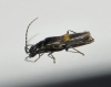 Malthinus sp.