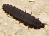 Nyctophila reichii