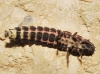 Nyctophila reichii