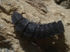 Nyctophila reichii