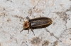 Nyctophila reichii