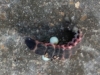Nyctophila reichii