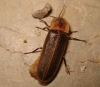 Nyctophila reichii