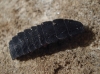Nyctophila reichii