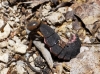 Nyctophila reichii