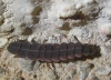 Nyctophila reichii