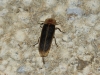 Nyctophila reichii