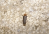 Nyctophila reichii