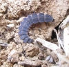 Nyctophila reichii