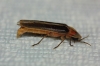 Nyctophila reichii