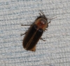 Nyctophila reichii