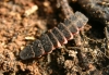 Nyctophila reichii