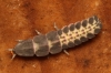 Nyctophila reichii