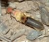 Nyctophila reichii
