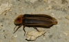 Nyctophila reichii