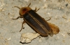 Nyctophila reichii