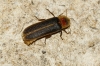 Nyctophila reichii