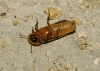 Nyctophila reichii