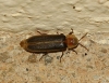 Nyctophila reichii
