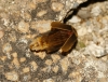 Nyctophila reichii