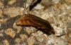 Nyctophila reichii