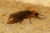 Nyctophila reichii