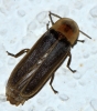 Nyctophila reichii