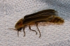 Nyctophila reichii