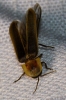 Nyctophila reichii