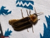 Nyctophila reichii