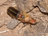Nyctophila reichii
