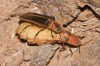 Nyctophila reichii