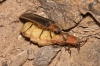 Nyctophila reichii