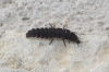 Nyctophila reichii