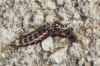 Nyctophila reichii