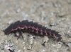 Nyctophila reichii