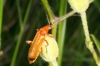 Rhagonycha (Rhagonycha) fulva (Scopoli, 1763)