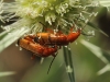 Rhagonycha (Rhagonycha) fulva (Scopoli, 1763)