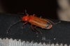 Rhagonycha (Rhagonycha) fulva (Scopoli, 1763)