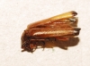 Rhagonycha (Rhagonycha) fulva (Scopoli, 1763)