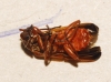 Rhagonycha (Rhagonycha) fulva (Scopoli, 1763)