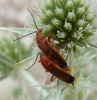 Rhagonycha (Rhagonycha) fulva (Scopoli, 1763)